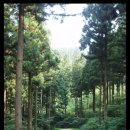 편백나무숲민박 이미지