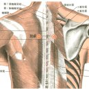 [肺腧穴][폐유혈] 이미지