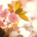 플로렛 이미지