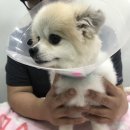 용산동물병원 이미지