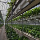 삼오농장 이미지