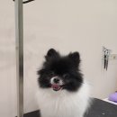 뽀송뽀송 강아지 미용실 이미지