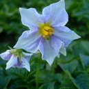 감자꽃필무렵 이미지