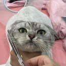 밀크펫살롱 이미지