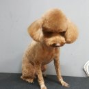 예뻐해줄개 이미지