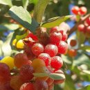 나래농원 이미지