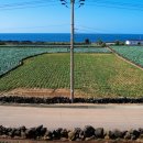 신도리민박 이미지