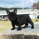 넥서스켄넬 이미지