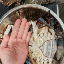 영남시장 | 수원 농수산물 시장 암꽃게 시세 &#34;영남수산&#34; 내돈내산 솔직 후기