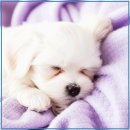 천안 강아지분양 고양이분양 나라애견본점 | 분양 전 강아지 털빠짐과 알레르기 미리 알아두면 좋은 이유