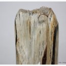 화석(규화목) 이미지