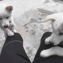 사랑을줄개 이미지