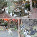 사계 | 제주 흑돼지 산방산 서귀포 흑돼지 사계 후기