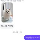 동탄 강아지 오픈형 미용실 봄이가 1년 넘게 다니는 꼬순