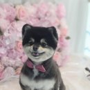 야옹아멍멍해봐 김포운양점 네이버블로그