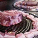 제주명돼지 - 47636 | 제주명돼지