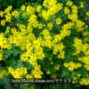 산야초