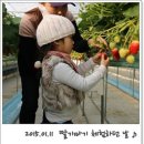 일산딸기체험 ♪ 직접 딴 딸기는 먹는구나~