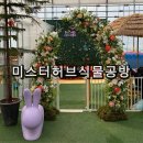 충장로350번길 | 미스터허브식물공방 고양시 아이와 가볼만한 곳 식물마켓 원예체험 키즈놀이터 후기