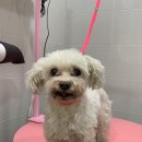 토브 펫 살롱 이미지