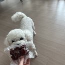 찹찹 펫푸드 이미지