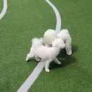 멍해피 애견유치원&호텔 이미지