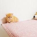 고양이 분양 달타냥 이미지