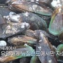 홍합