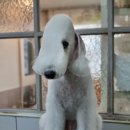 달이네 애견미용실 이미지