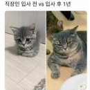 고양이부엌 이미지
