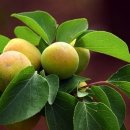 살구숲한의원 이미지