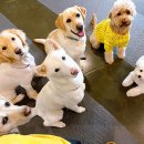 전주애견유치원 고마워복실아 이미지