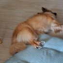 송가밀쌈시대 이미지