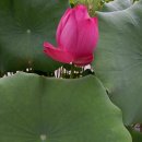 일심상사 | 불설해팔덕경(佛說海八德經)