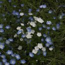 모니아(MONIA) 이미지