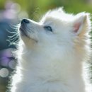 복슬 강아지 이미지