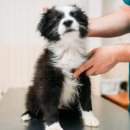 더봄동물병원 이미지