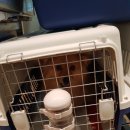 밍밍켄넬 이미지