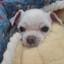 희희퍼피 이미지