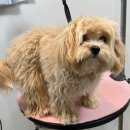 비비안살롱 이미지