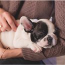 댕이의하루 이미지