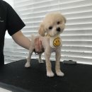 소풍애견미용 이미지