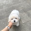 글로리 폭스 꼬똥 이미지