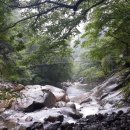지리산한방흑돼지