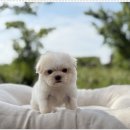 광주 강아지분양 고양이분양 어반펫 광주본점 이미지