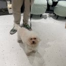 두리그루밍 | [중랑구 애견미용] 신내동 애견미용 한올 디테일그루밍 내돈내산 후기