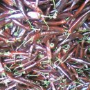 태양초 고추기름 이미지