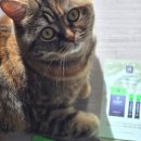 관절몰 | [코코몰리] 고양이 관절 츄르형 영양제 후기 (고양이 관절 통증 파악 방법, 예방관리 방법 포함)