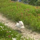 남일목장 | [37주 임산부] 성큼 다가온 여름🌞