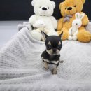 도그웨이 청주점 이미지